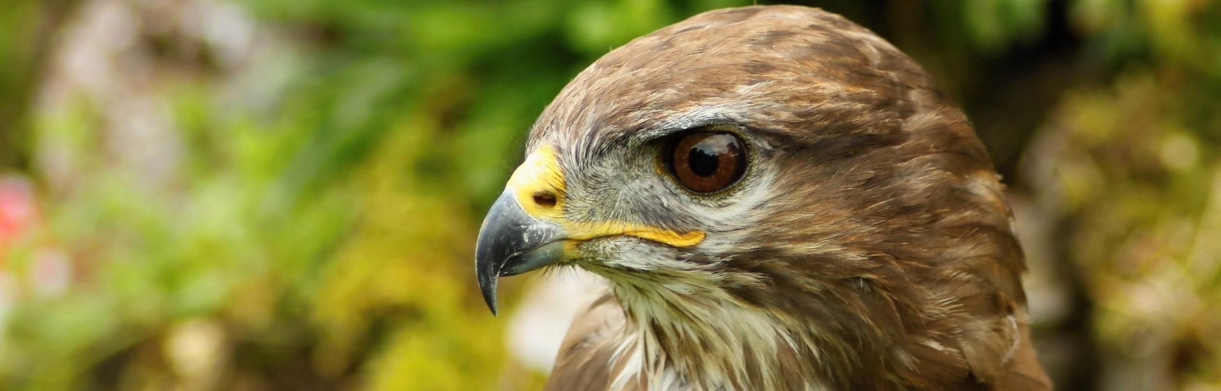 Wildlife and nature in the Western Lake District