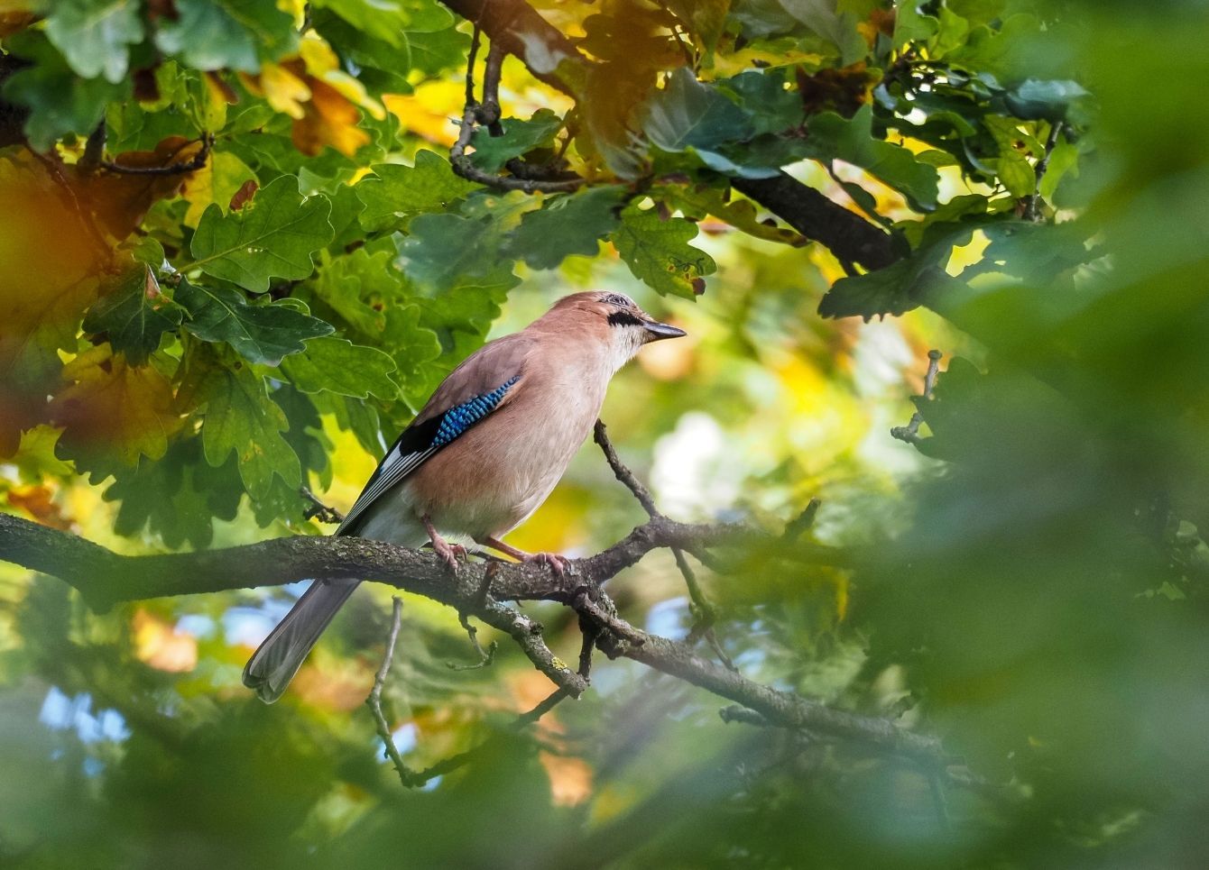 Wildlife and nature activities in Ravenglass, Eskdale and the Western Lake District