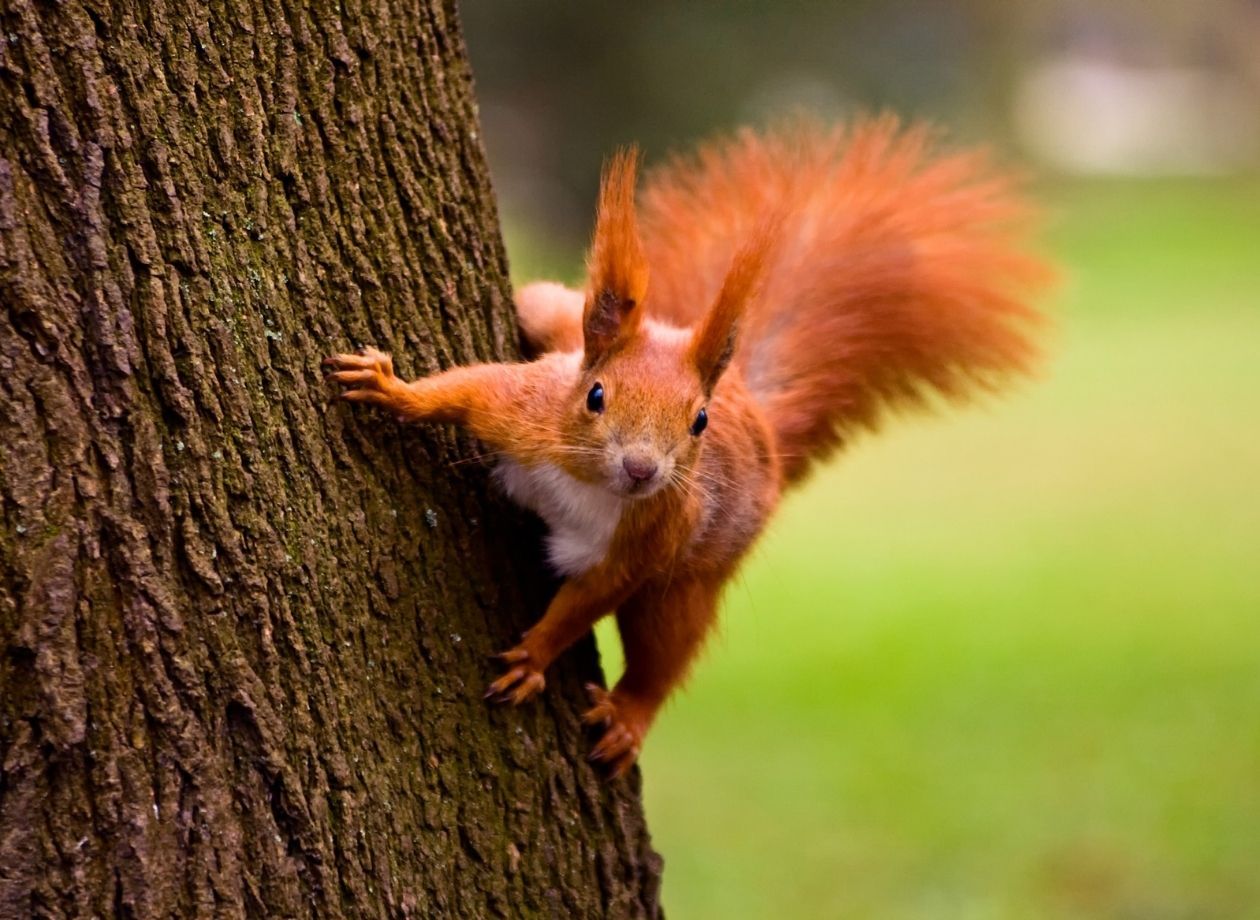 Save our Red Squirrels!