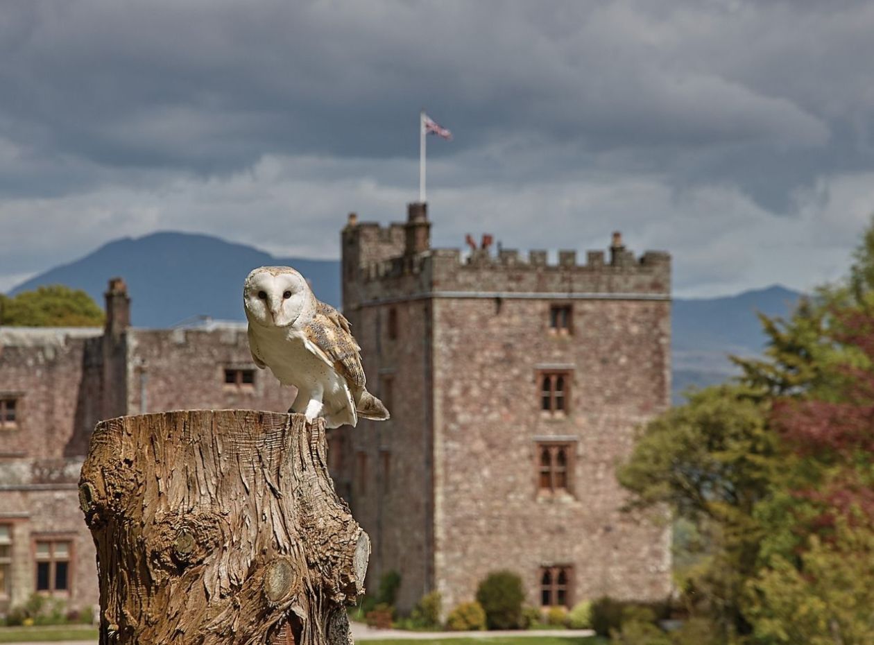 An owl in the gardens of Muncaster Castle