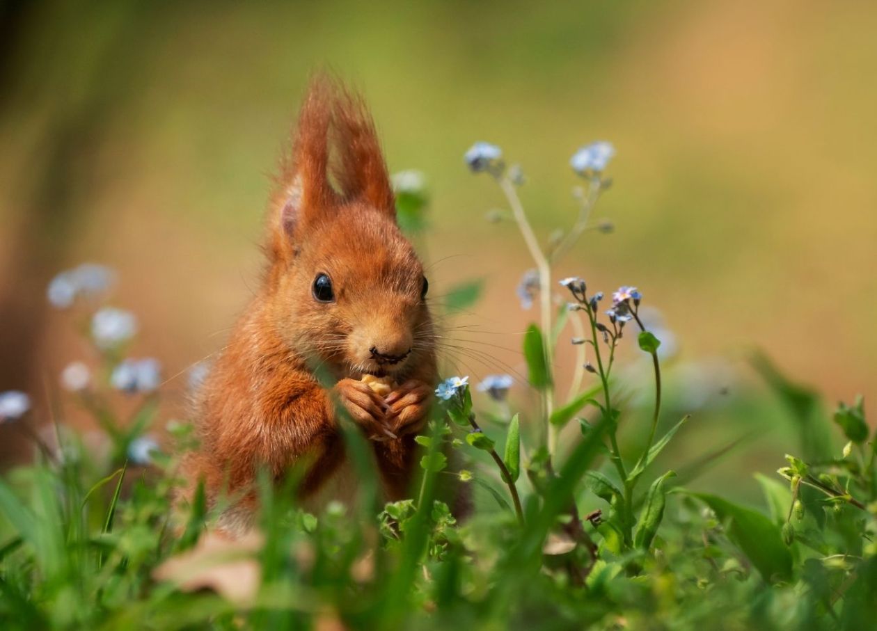 A red squirrel, one of many animals to look out for whilst travelling on the Ravenglass and Eskdale Railway