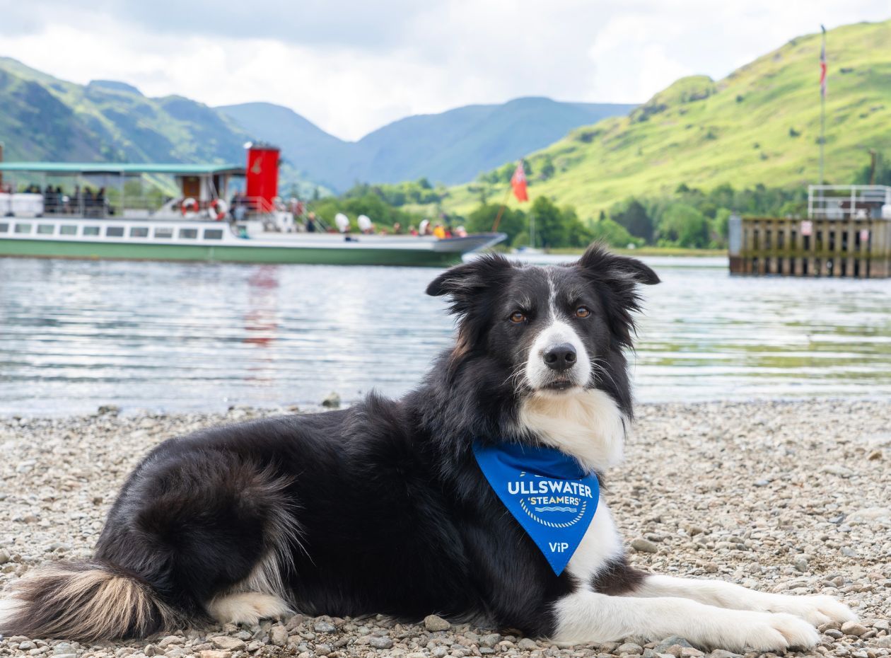 Dog on the shore at Ullswater wearing an Ullswater 'Steamers' bandana, with a heritage boat behind