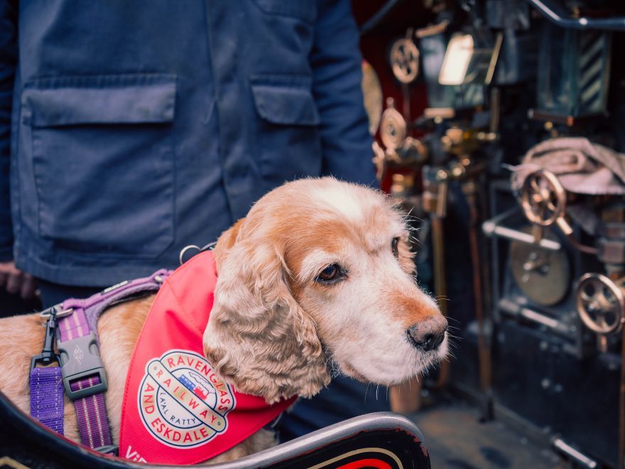 Dog wearing a Ravenglass and Eskdale Railway branded red bandana