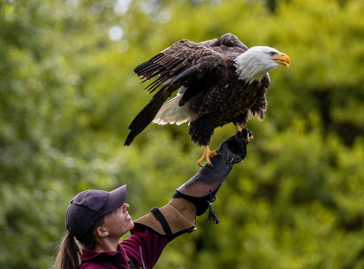 An eagle on show in Muncaster Castle Gardens