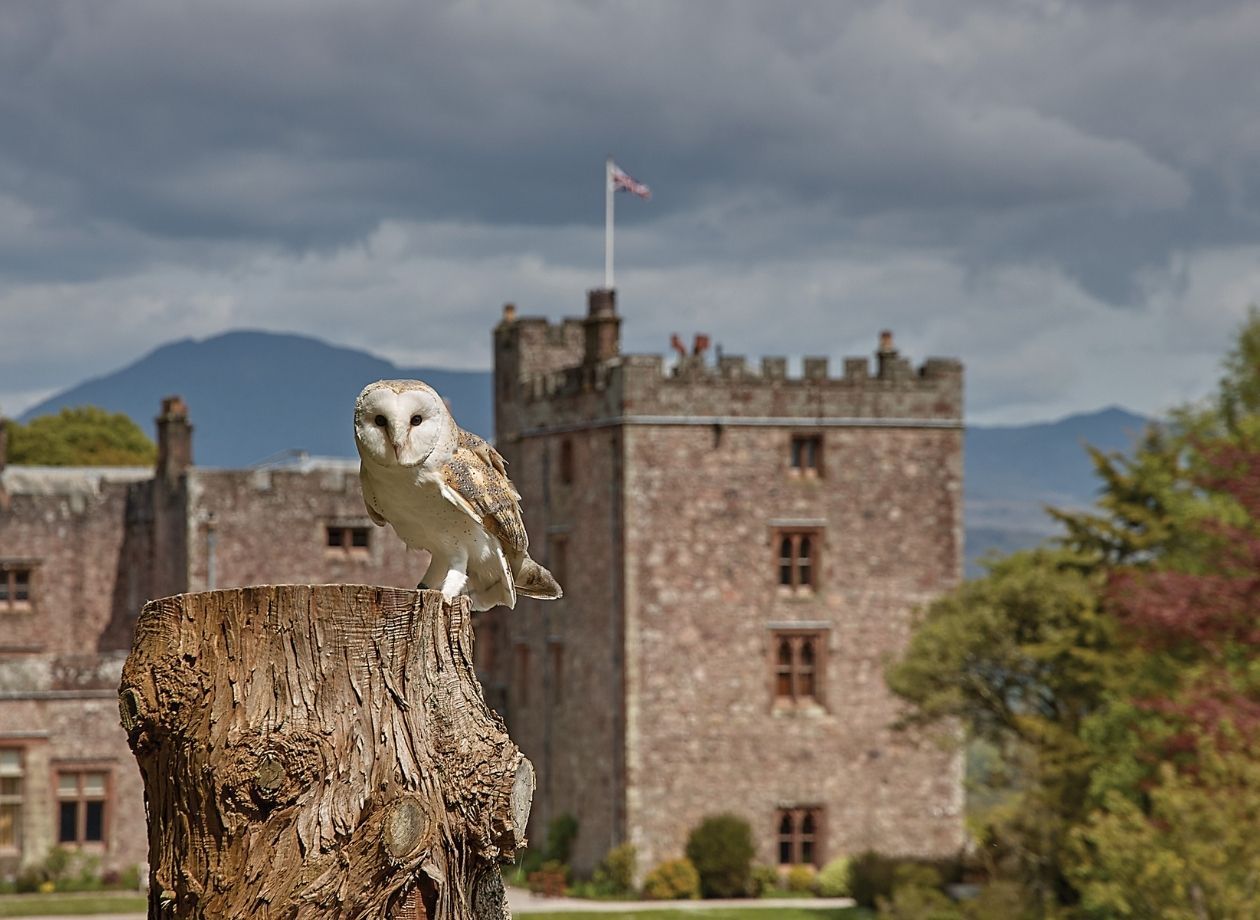 Barn Owl at Muncaster Castle