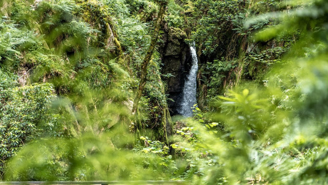 Anne's walk, a beautiful woodland route in Eskdale, the Western Lake District